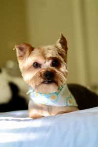 Close-up portrait of dog on bed