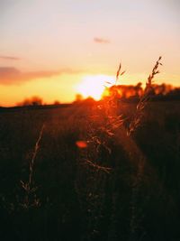 Plants growing on scenic field against sky at sunset