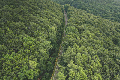 High angle view of trees growing in forest