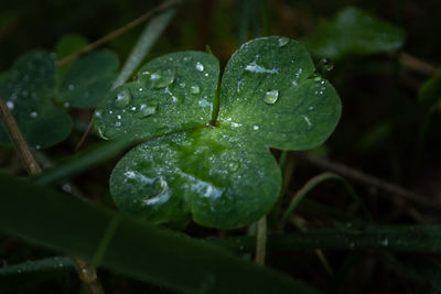 Close-up of wet plant leaves during rainy season