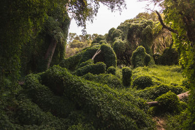 Trees growing in forest against sky