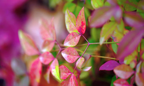 Close-up of pink flowering plant leaves