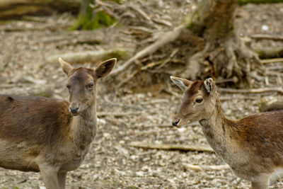 Deer standing on field