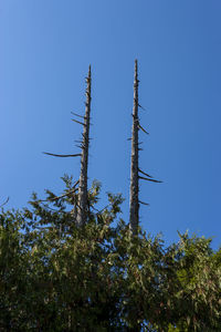 Low angle view of tree against clear blue sky