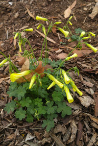 Close-up of plant