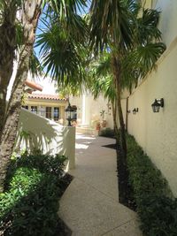 Palm trees outside house