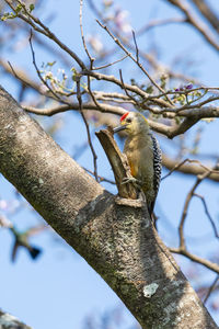 Low angle view of a bird perching on branch