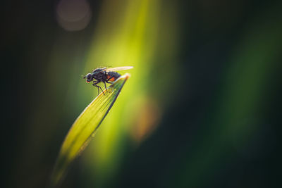 Close-up of fly on grass leaf