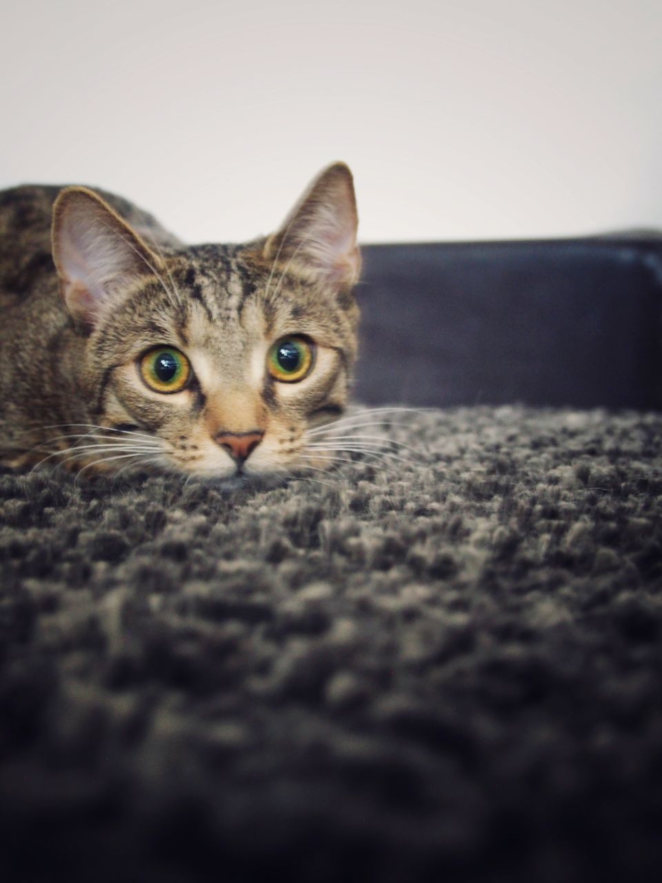 CLOSE-UP PORTRAIT OF A CAT