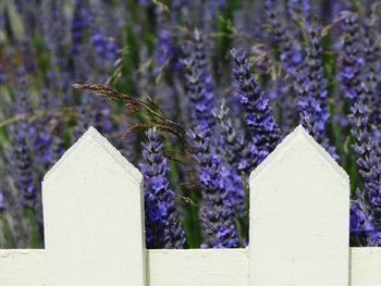 Close-up of bee on purple flowers