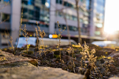 Close-up of yellow plant in city