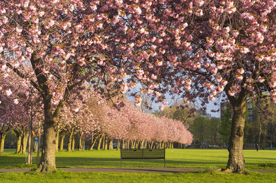 View of cherry blossom trees in park