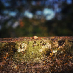 Close-up of mushroom growing on field