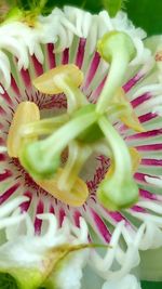Macro shot of pink flower