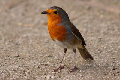 Close-up of bird perching outdoors