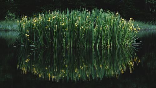 Scenic view of lake