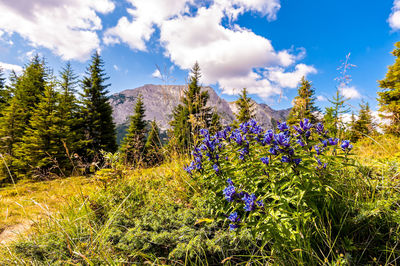 Purple flowering plants on field against sky