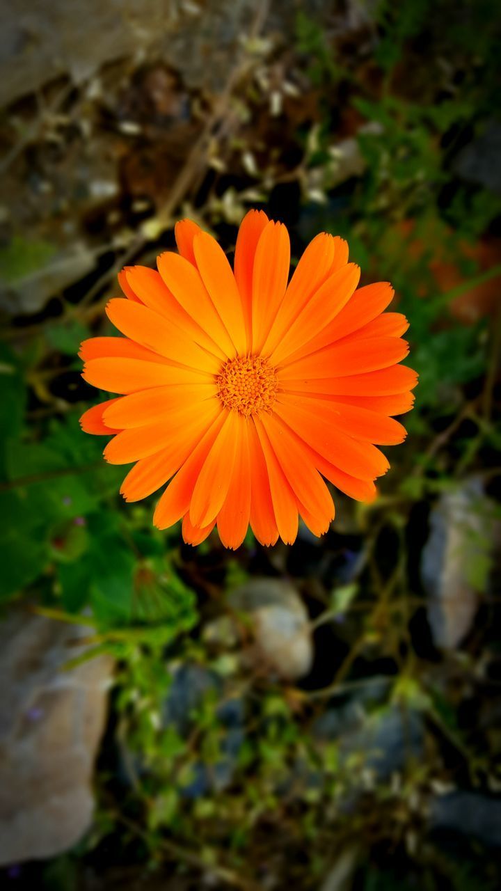 flower, petal, flower head, fragility, freshness, growth, single flower, orange color, close-up, focus on foreground, beauty in nature, red, blooming, nature, plant, pollen, stamen, in bloom, selective focus, outdoors