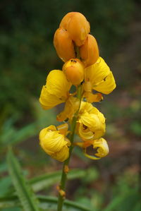 Close-up of yellow flowers