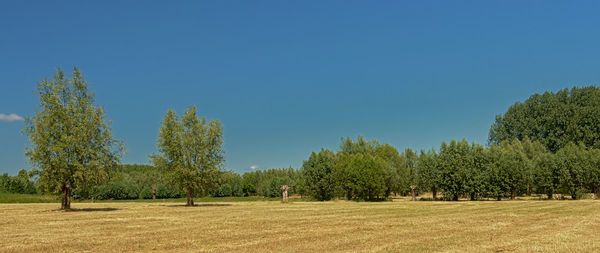 Trees on field against clear sky