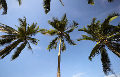Low angle view of palm trees against sky