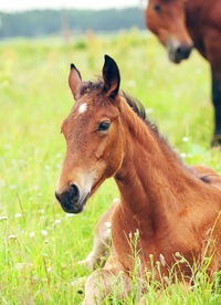 Close-up portrait of horse on field