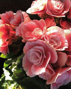 Close-up of pink roses