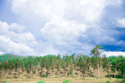 Panoramic shot of trees on field against sky