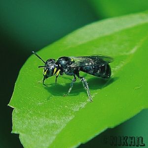 Close-up of insect on leaf