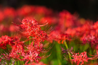 Close-up of red flowering plant