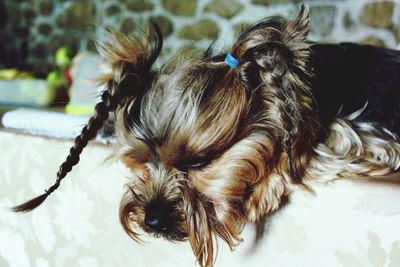 Close-up of hairy dog indoors