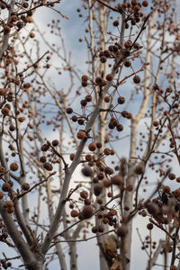 Close-up of flowering plant against clear sky