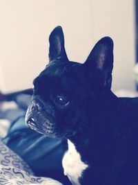 Close-up of dog on bed