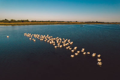 High angle view of pelicans on a lake