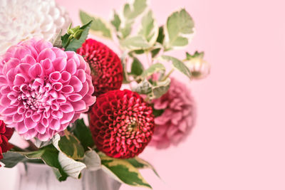 Close-up of pink flowering plant