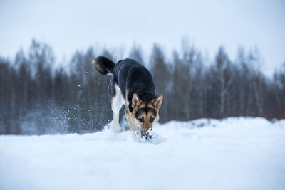 Dog in snow on land