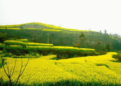 Scenic view of field against clear sky