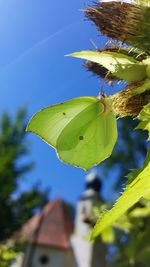 Close-up of green leaf against blue sky