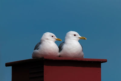 Close-up of seagull perching against clear blue sky