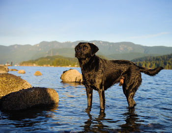 Black labrador standing in river against sky on sunny day