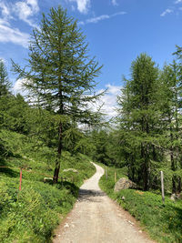 Road amidst trees against sky