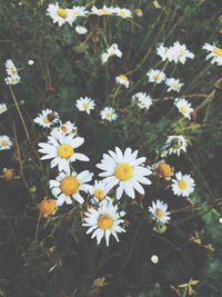 High angle view of white daisy flowers