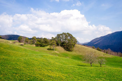 Scenic view of field against sky