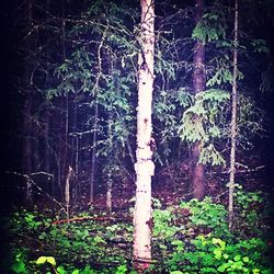 Trees in forest