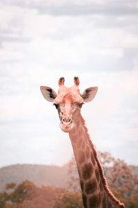 A mother giraffe in monate private game reserve situated in thabazimbi, south africa.