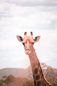 Portrait of horse against sky