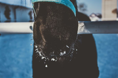 Close-up of black horse