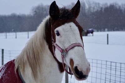 Horse standing on snow