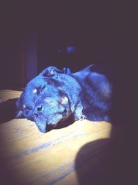 Close-up of tree against blue sky