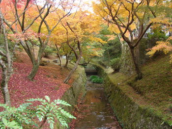 Footpath amidst trees in park